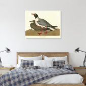 Zwartkopmeeuw uit de Amerikaanse vogels van Audubo Canvas Afdruk (Insitu (Slaapkamer))