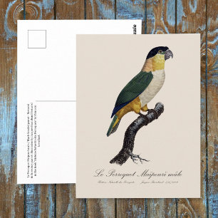 Zwartkoppapegaai, Pionites Melanocephalus Briefkaart