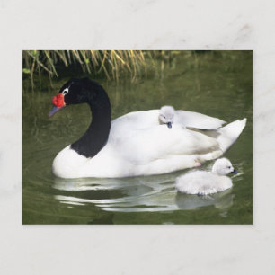 Zwartnekzwaan volwassene en jongen in het water. briefkaart
