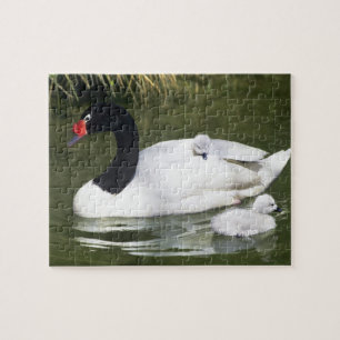 Zwartnekzwaan volwassene en jongen in het water. legpuzzel