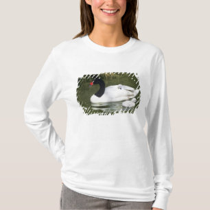 Zwartnekzwaan volwassene en jongen in het water. t-shirt
