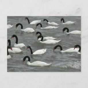 Zwartnekzwanen (Cygnus melancoryphus) Briefkaart