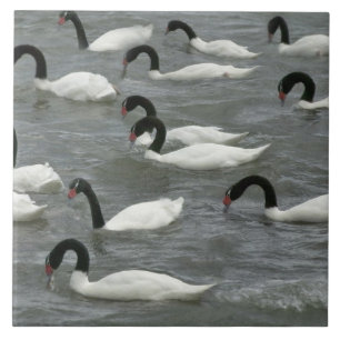 Zwartnekzwanen (Cygnus melancoryphus) Tegeltje