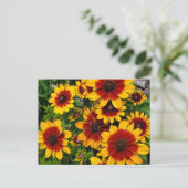 Zwartogen Susans Briefkaart (Staand voorkant)