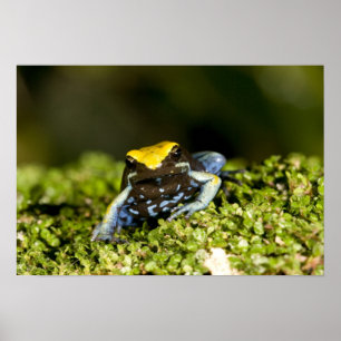 Zwartoor Mantella, Mantella expectata, 2 Poster
