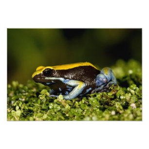 Zwartoor-mantella, Mantella expectata, Foto Afdruk