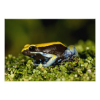 Zwartoor Mantella, Mantella expectata,