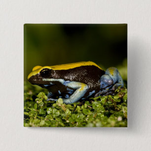 Zwartoor-mantella, Mantella expectata, Vierkante Button 5,1 Cm