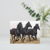 Zwartpaard Briefkaart (Staand voorkant)