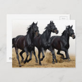 Zwartpaard Briefkaart (Voorkant / Achterkant)