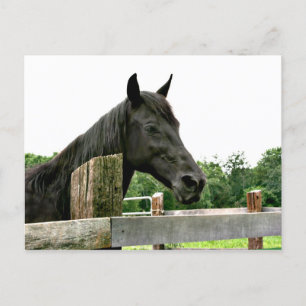 Zwartpaard Briefkaart