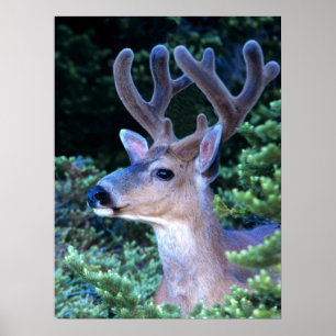 Zwartstaart hert Olympic National Park Poster