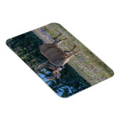 Zwartstaart hertenbok | Olympic National Park Magneet (Rechterzijde)