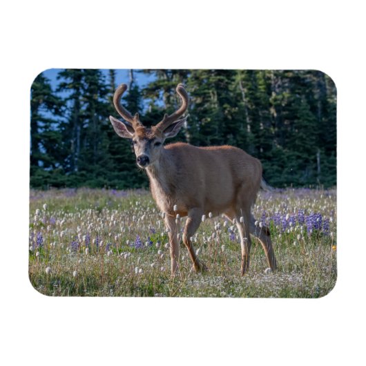 Zwartstaart hertenbok | Olympic National Park Magneet (Horizontaal)