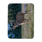 Zwartstaart hertenbok | Olympic National Park Magneet (Verticaal)