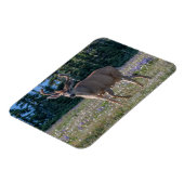 Zwartstaart hertenbok | Olympic National Park Magneet (Linkerzijde)