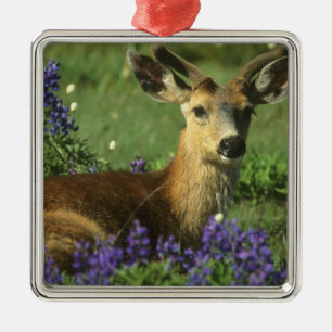 Zwartstaart, Odocoileus hemionus Metalen Ornament