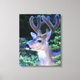 Zwartstaart Olympic National Park Canvas Afdruk