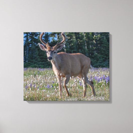 Zwartstaart Ree | Olympic National Park Canvas Afdruk (Voorkant)