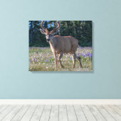 Zwartstaart Ree | Olympic National Park Canvas Afdruk (Insitu (Houten vloer))