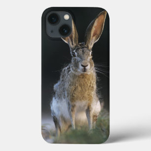 Zwartstaartjackrabbit, Lepus californicus, 2 iPhone 13 Hoesje