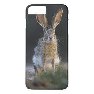 Zwartstaartjackrabbit, Lepus californicus, 2 iPhone 8 Plus / 7 Plus Hoesje