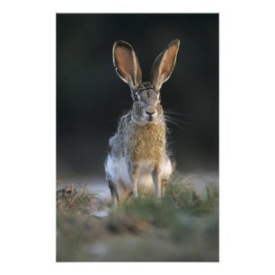 Zwartstaartjackrabbit, Lepus californicus, 2 Foto Afdruk
