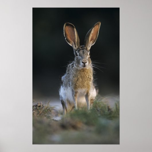 Zwartstaartjackrabbit, Lepus californicus, 2 Poster (Voorkant)