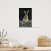 Zwartstaartjackrabbit, Lepus californicus, 2 Poster (Keuken)