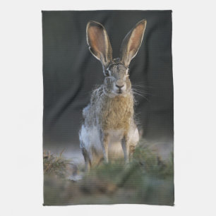 Zwartstaartjackrabbit, Lepus californicus, 2 Theedoek