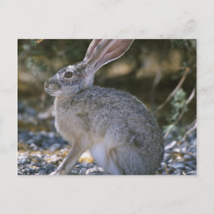 Zwartstaartjakobaas Briefkaart