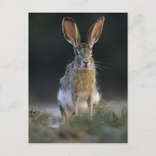 Zwartstaartjasje, Lepus californicus, 2 Briefkaart