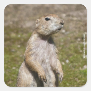 Zwartstaartprairiehond Vierkante Sticker