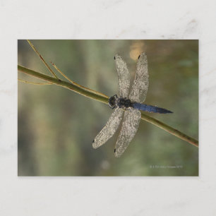 Zwartstaartskimmer Briefkaart