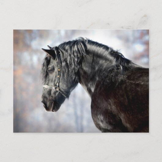 Zwartstaartzwarte horens briefkaart (Voorkant)
