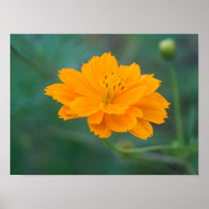 Zwavel Cosmos 01 Poster