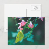 Zwavel in Briefkaart met zout (Voorkant / Achterkant)