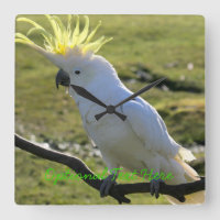 ZwavelCrested Cockatau in Australië