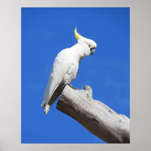 ZwavelCrested Cockatau Poster
