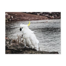 ZwavelCrested Cockato