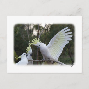 Zwavelkatje 9Y319D-079 Briefkaart