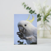 Zwavelkatoenhoudend Briefkaart (Staand voorkant)