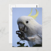 Zwavelkatoenhoudend Briefkaart (Voorkant / Achterkant)