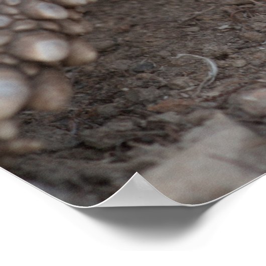 Zwavelschildpad Poster (Hoek)