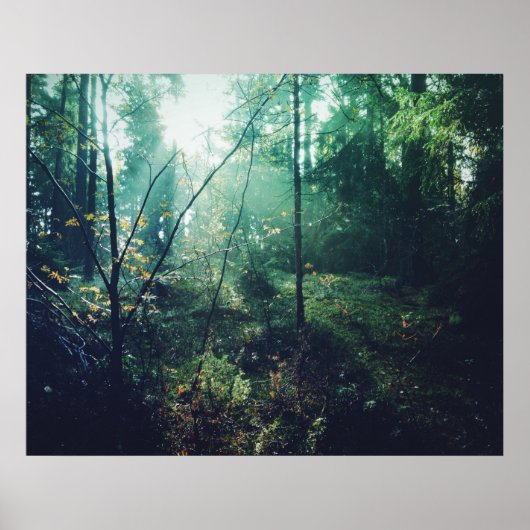 Zweedse Forrest Poster (Voorkant)