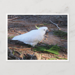 Zweefkraalkaketoe Natuurfotografie Briefkaart