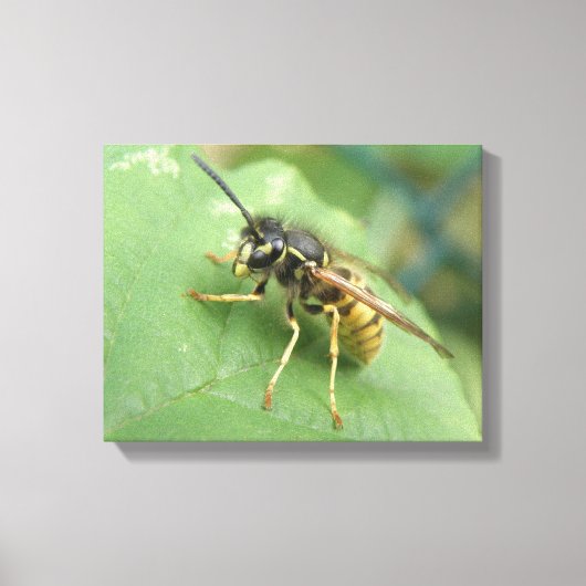 Zweefvlieg Macro Canvas Print (Voorkant)