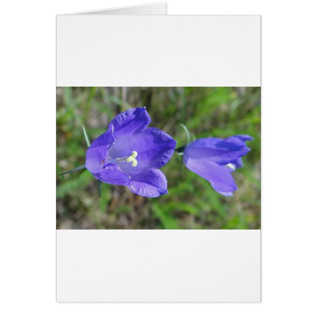 Zwei blaue Glockenblumen (Devant)