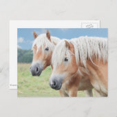 zwei Haflinger Briefkaart (Voorkant / Achterkant)