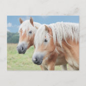 zwei Haflinger Briefkaart (Voorkant)